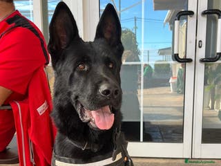 Pastor Alemán perros P.A Negro solido en Valencia - Anuncio 3