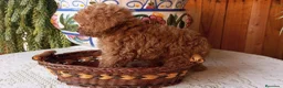 Caniche Toy perros en venta: Precioso caniche toy rojo - Anuncio 3