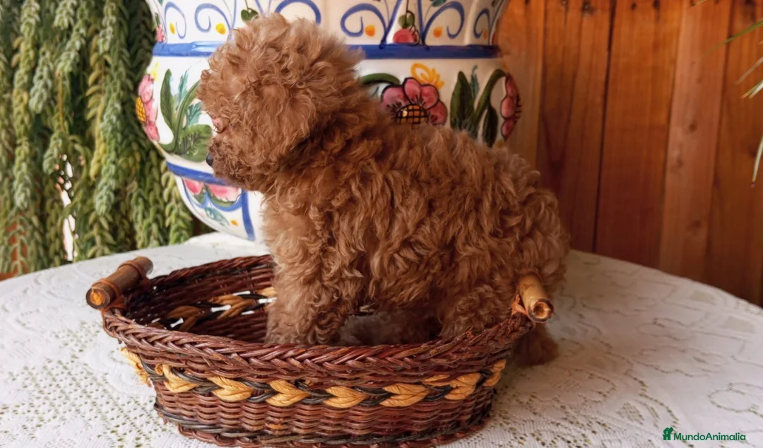 Caniche Toy perros en venta: Precioso caniche toy rojo - Anuncio 3