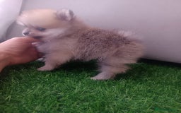 Pomerania perros en venta: Pomerania toy - Imagen 7