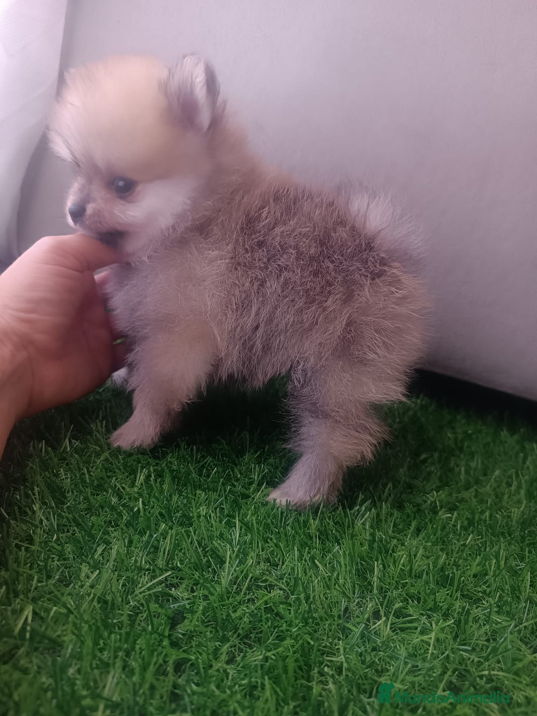 Pomerania perros en venta: Pomerania toy - Imagen 7