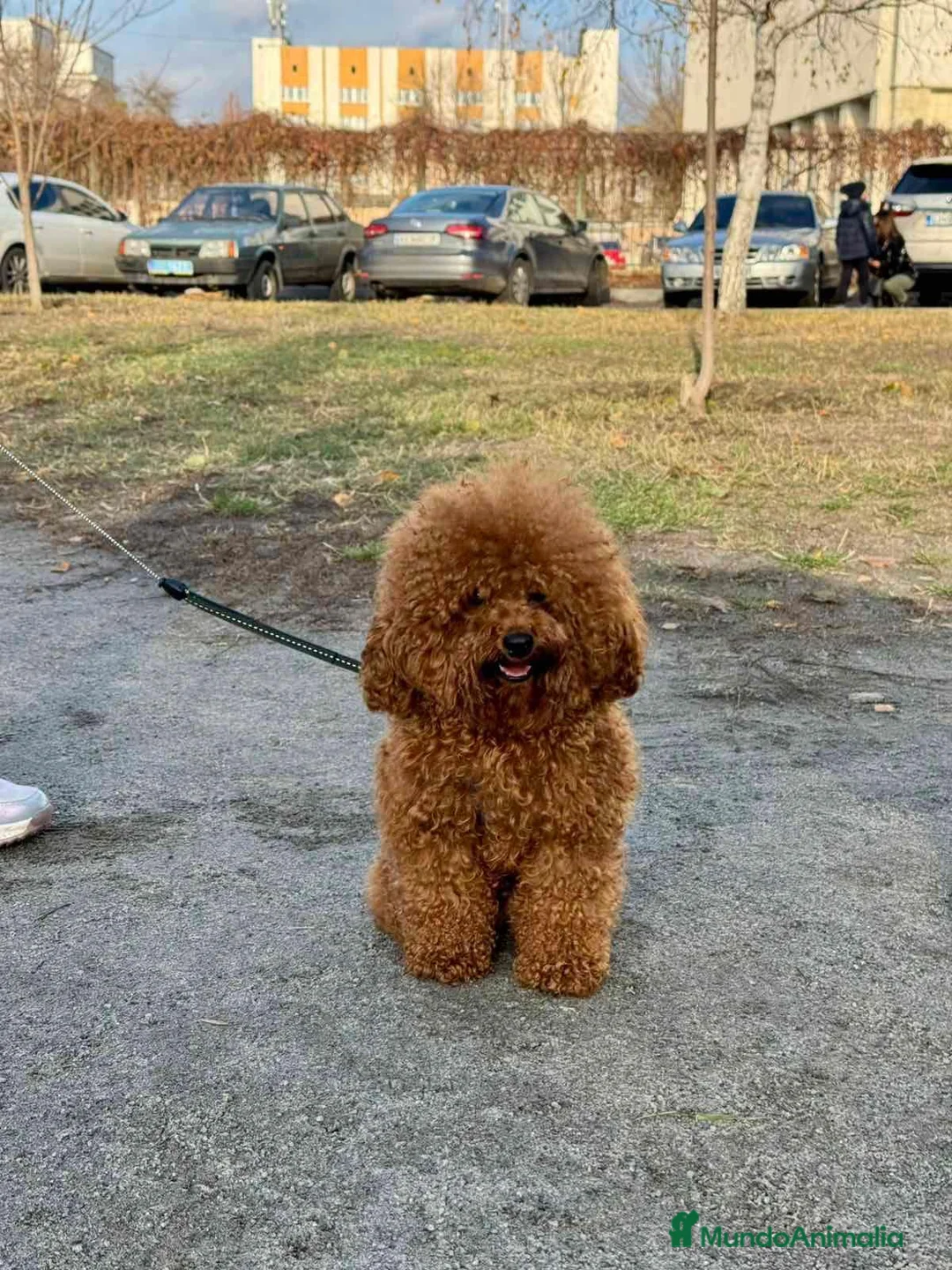 Caniche Toy perros en venta: Caniche toy macho  - Anuncio 2