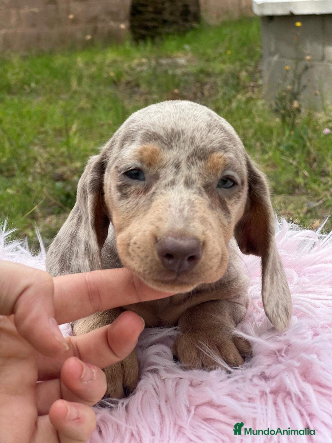 Teckel Miniatura perros en venta: TECKEL MINIATURA DISPONIBLES - Imagen 2