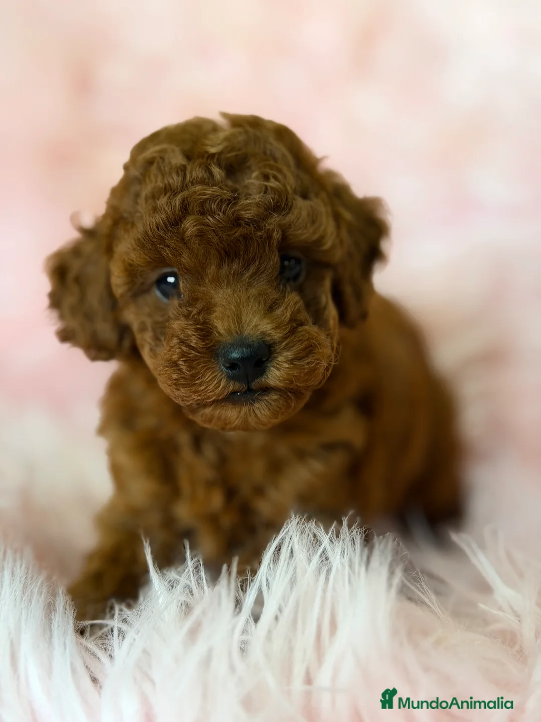 Caniche Toy perros en venta: Caniche Toy roja pimentón  - Anuncio 1