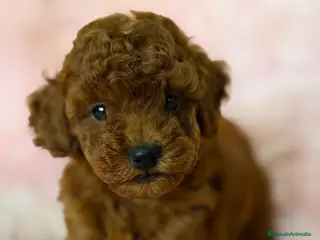 Caniche Toy perros Caniche Toy roja pimentón - Anuncio 1