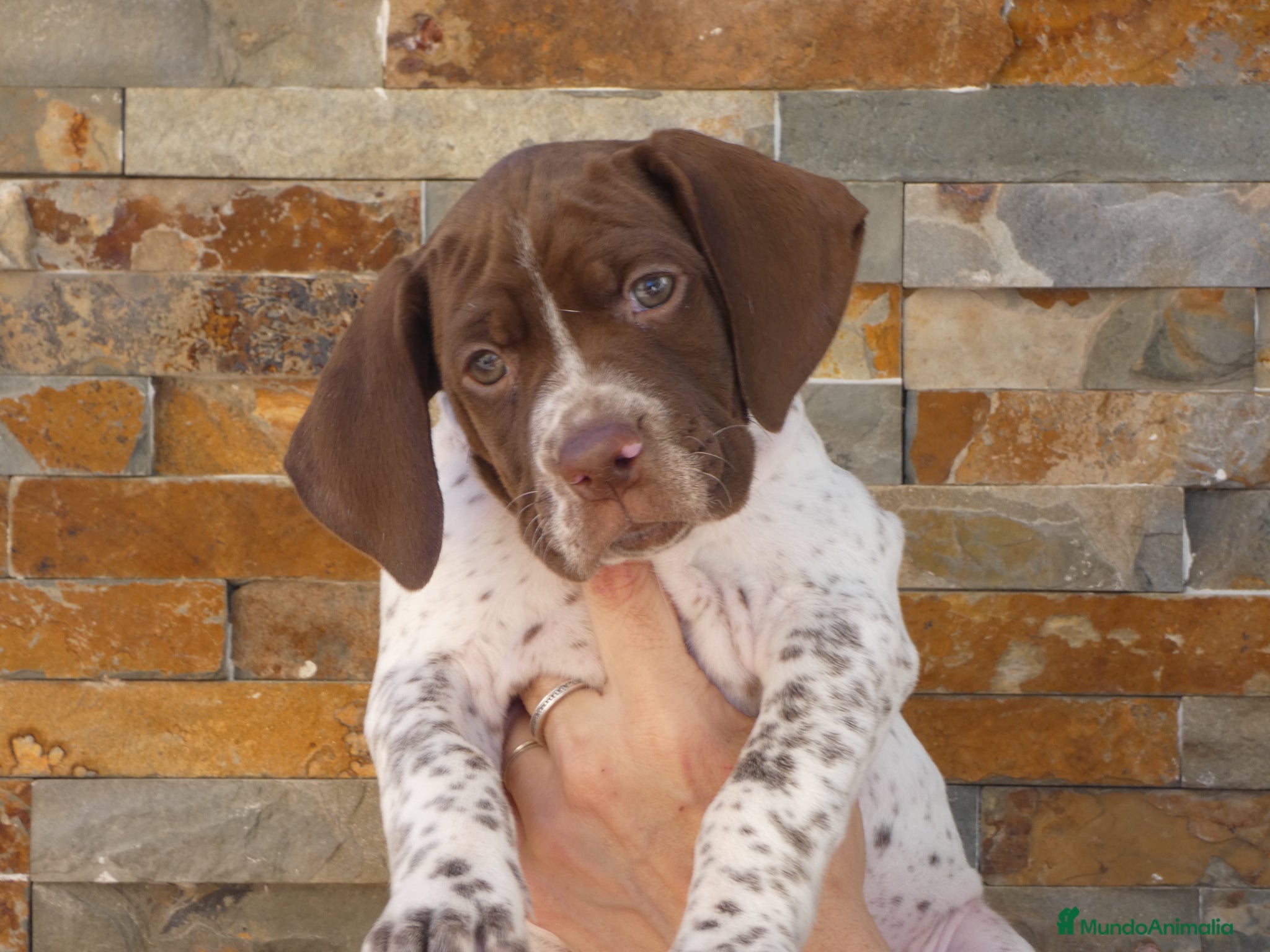 Braco Francés tipo Pirineos Talla Pequeña perros RESERVA DE CAMADA "G" DE BRACO BRANCÉS - Anuncio 1