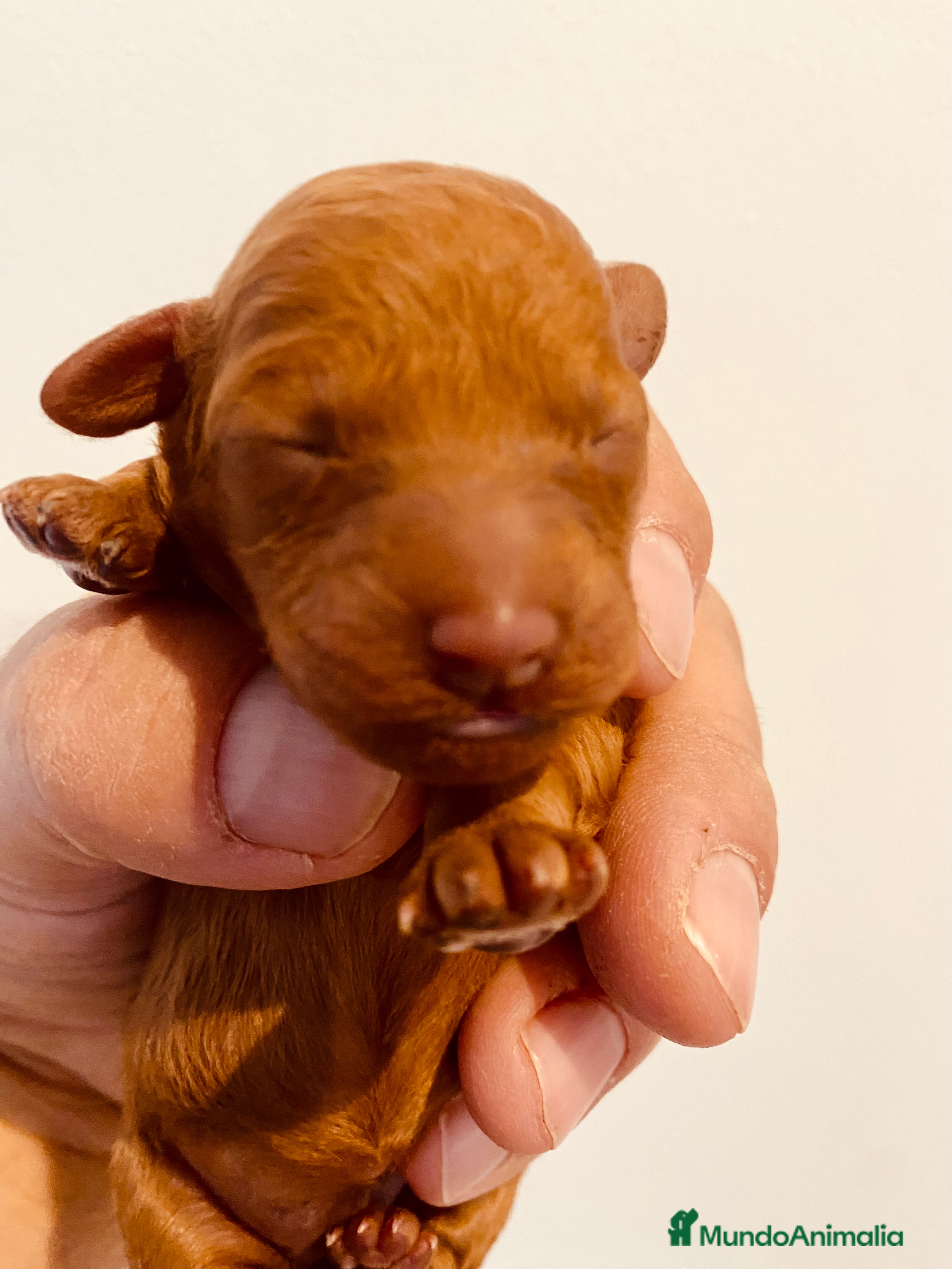 Caniche Toy perros Camada de caniches Toy rojos - Anuncio 13