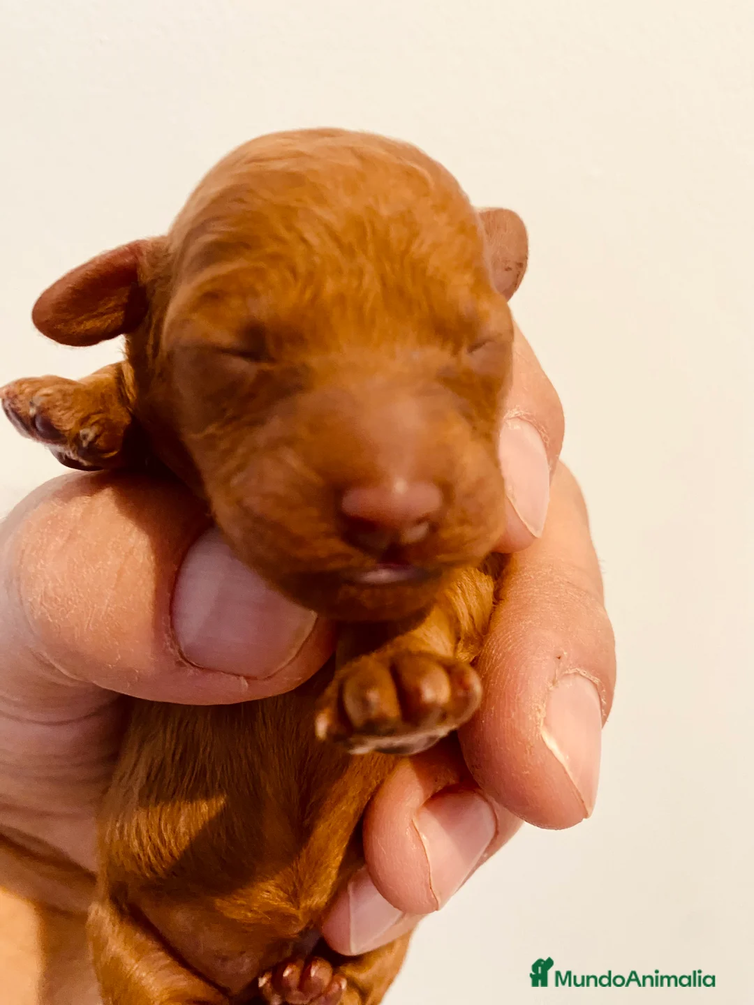 Caniche Toy perros en venta: Camada de caniches Toy rojos - Anuncio 1