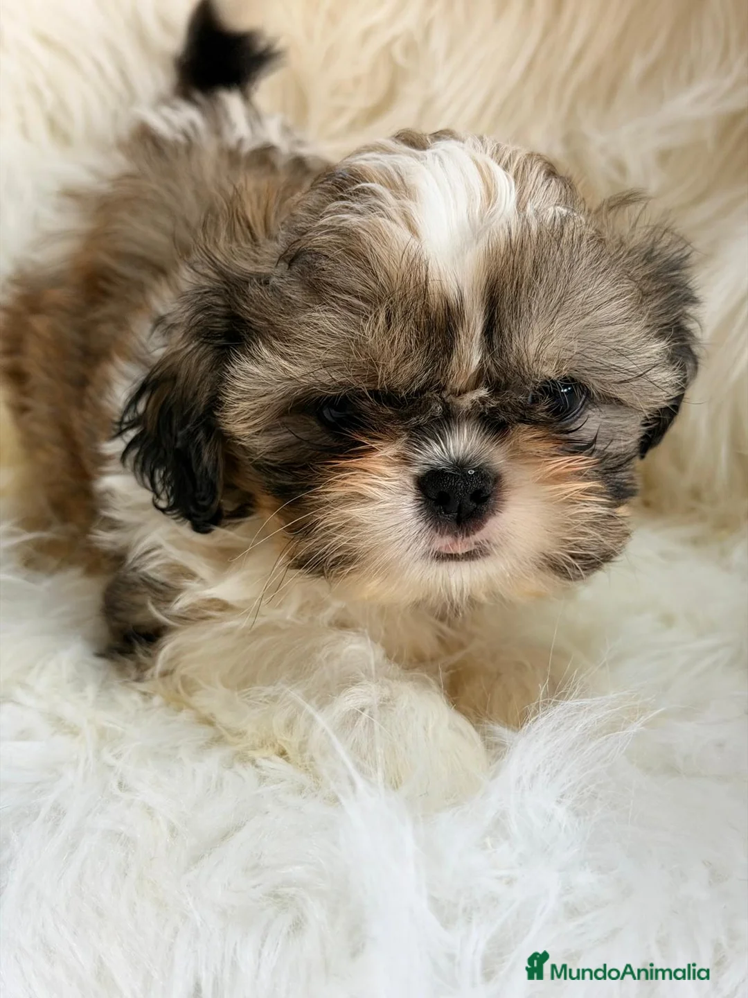 Shih Tzu perros en venta: SHIH TZU MACHO  - Anuncio 3
