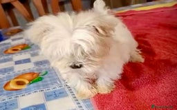 Bichón Maltés perros en venta: Bichon maltes hembra coreana - Anuncio 3