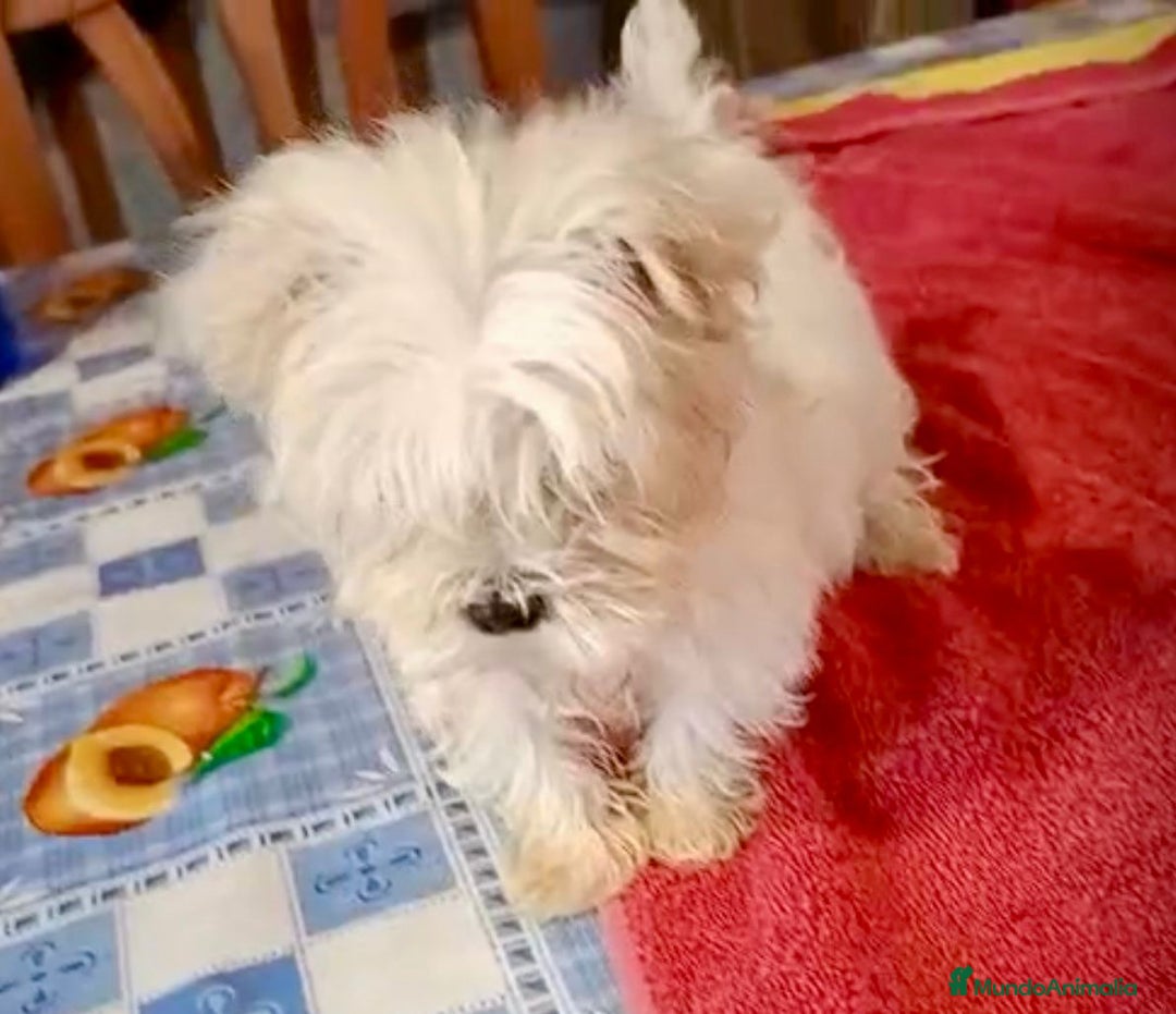 Bichón Maltés perros en venta: Bichon maltes hembra coreana - Anuncio 3