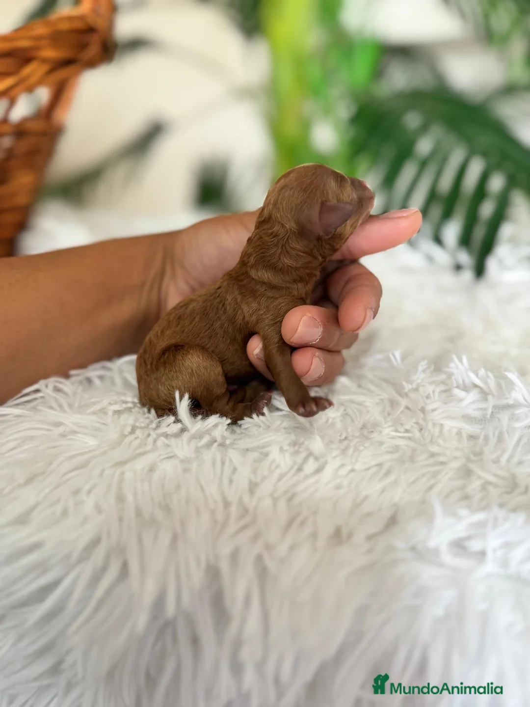 Caniche Toy perros en venta: CANICHE TOY - Anuncio 1