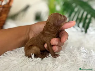 Caniche Toy perros CANICHE TOY - Anuncio 1