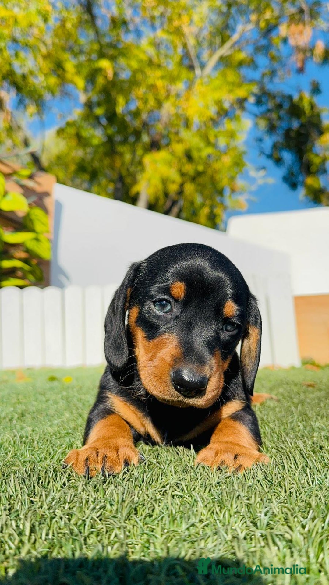 Teckel Miniatura perros en venta: TECKEL MINIATURA - Anuncio 23