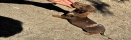 Teckel perros en venta: Teckel Kannichen de Calidad  - Anuncio 8