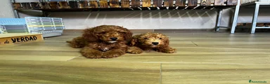 Caniche rojo 2