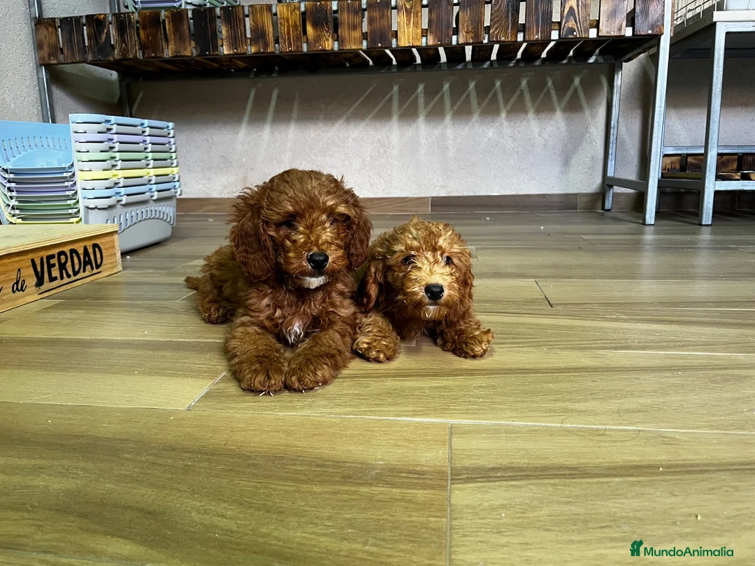 Caniche Enano perros en venta: Caniche rojo  - Anuncio 2