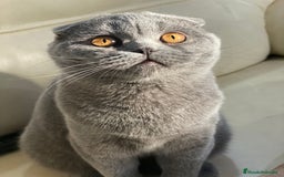 Scottish Fold gatos en venta: Scottish fold adulto - Imagen 1