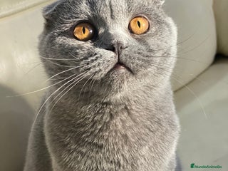 Scottish Fold gatos - Anuncio 1