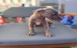 Whippet perros en venta: Whippet VERDINO  - Imagen 11