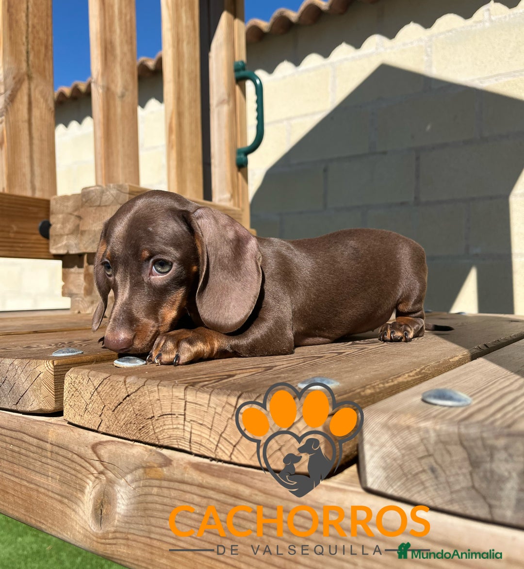 Teckel perros en venta: Teckel chocolate  - Imagen 2