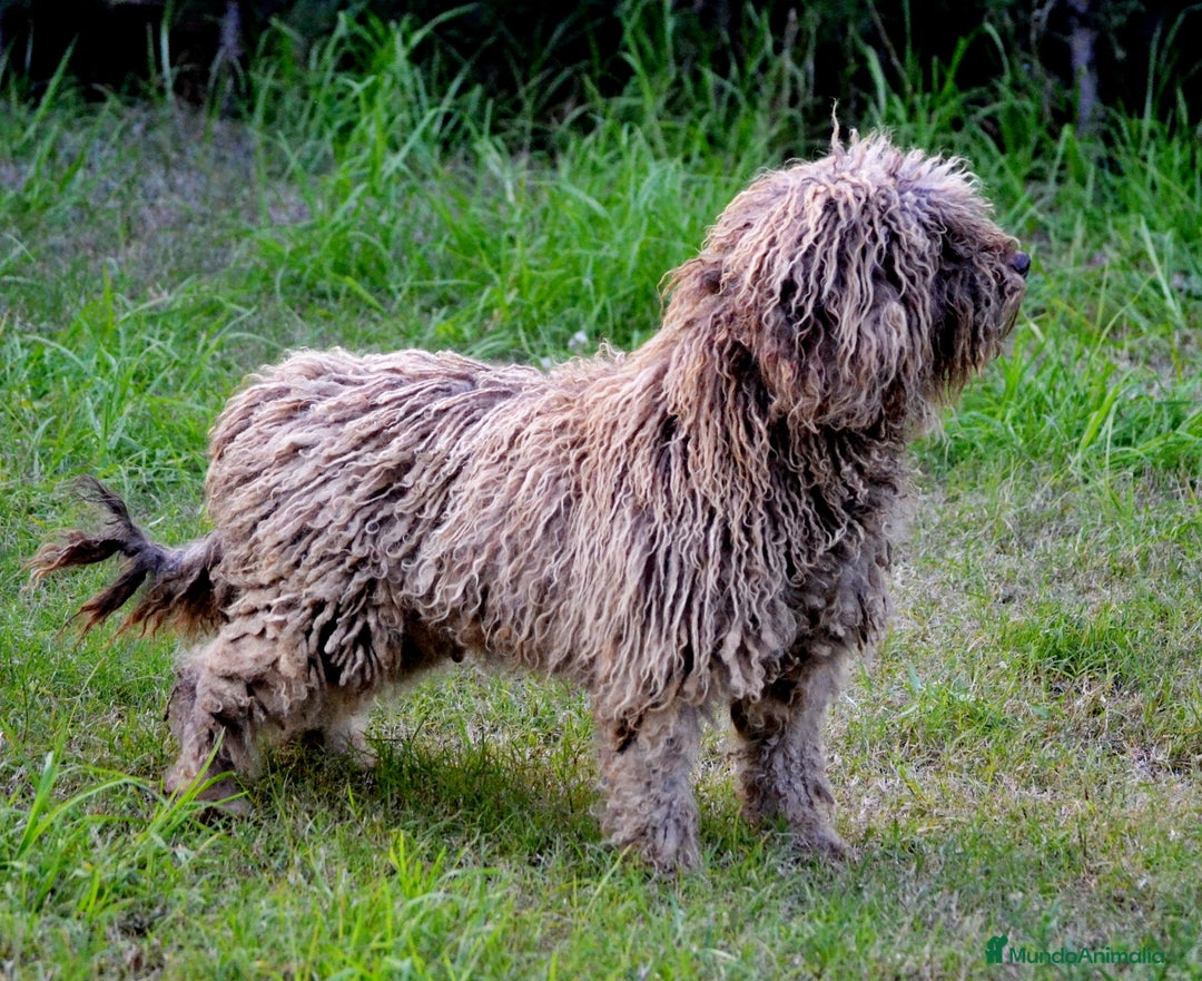 Perro de Agua Español perros en venta: Cachorros de perro de agua  - Anuncio 18