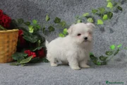 Bichón Maltés Cachorro 10
