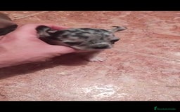 Chihuahua perros en venta: Hembra merle toys  - Imagen 2