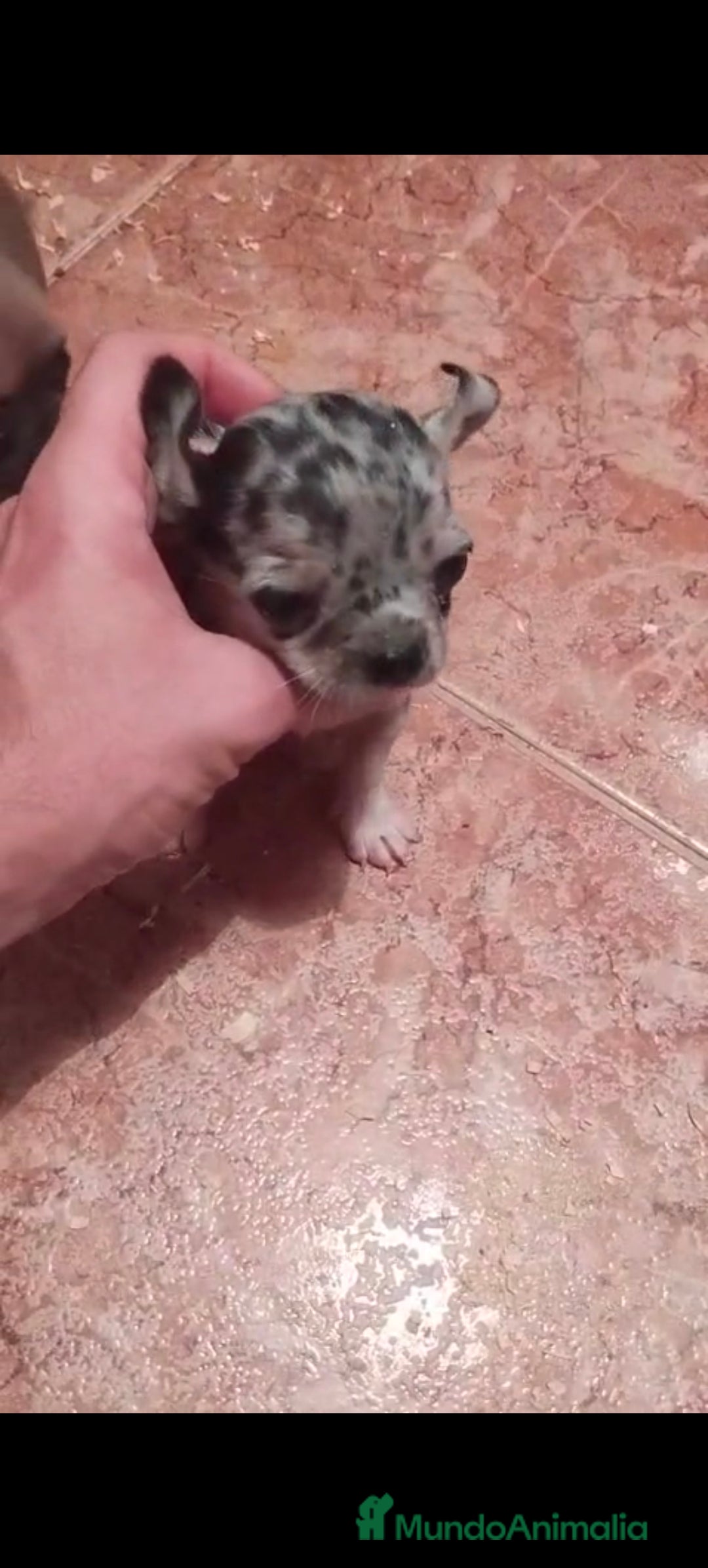 Chihuahua perros en venta: Hembra merle toys  - Imagen 2