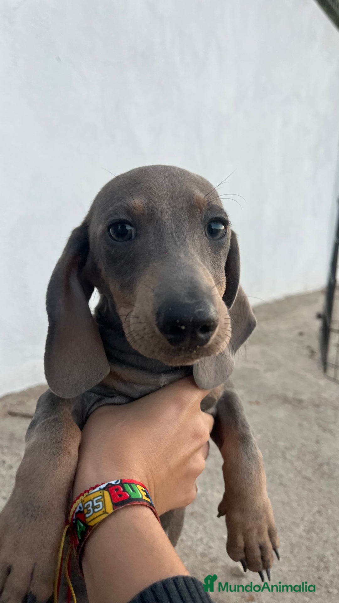 Teckel Miniatura perros en venta: Último macho de Teckel blue and Tan 🩶 - Anuncio 3