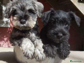Schnauzer Miniatura perros Schnauzer mini negro plata - Anuncio 2