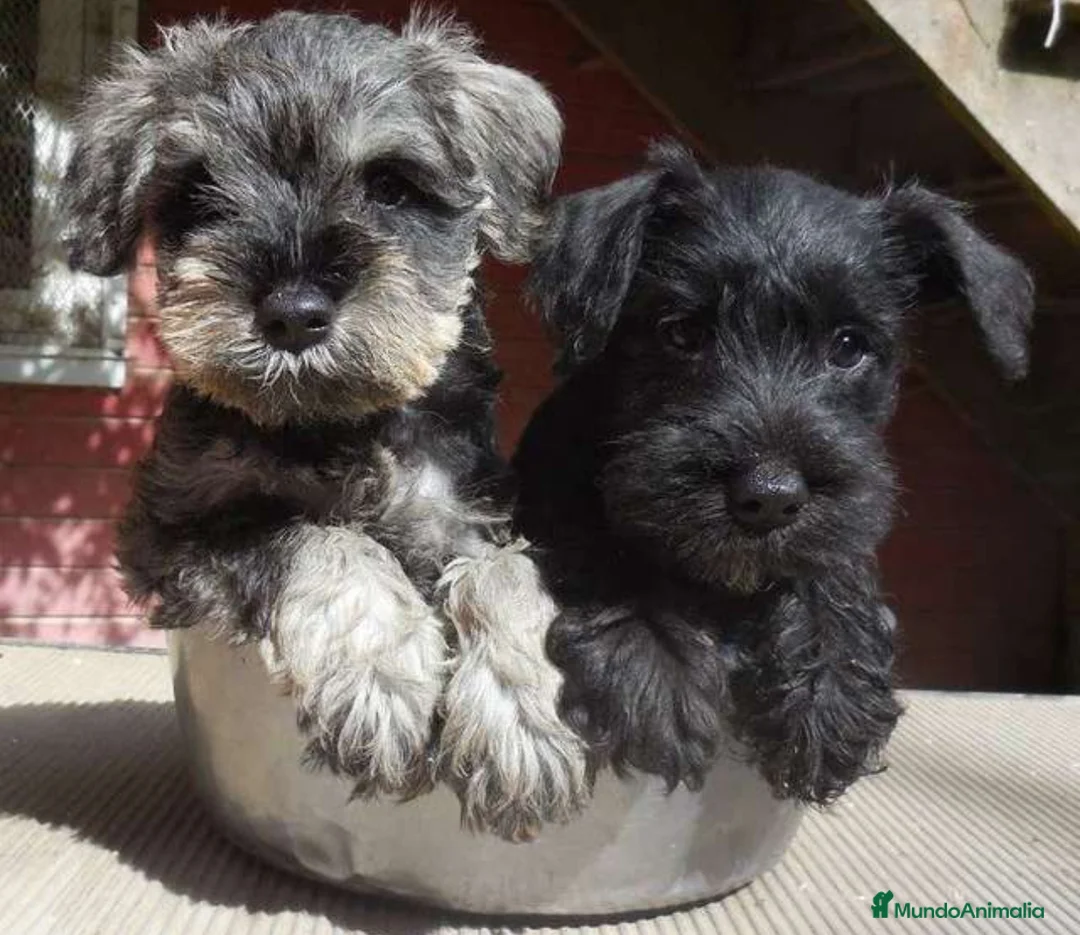 Schnauzer Miniatura perros en venta: Schnauzer mini negro plata - Anuncio 1