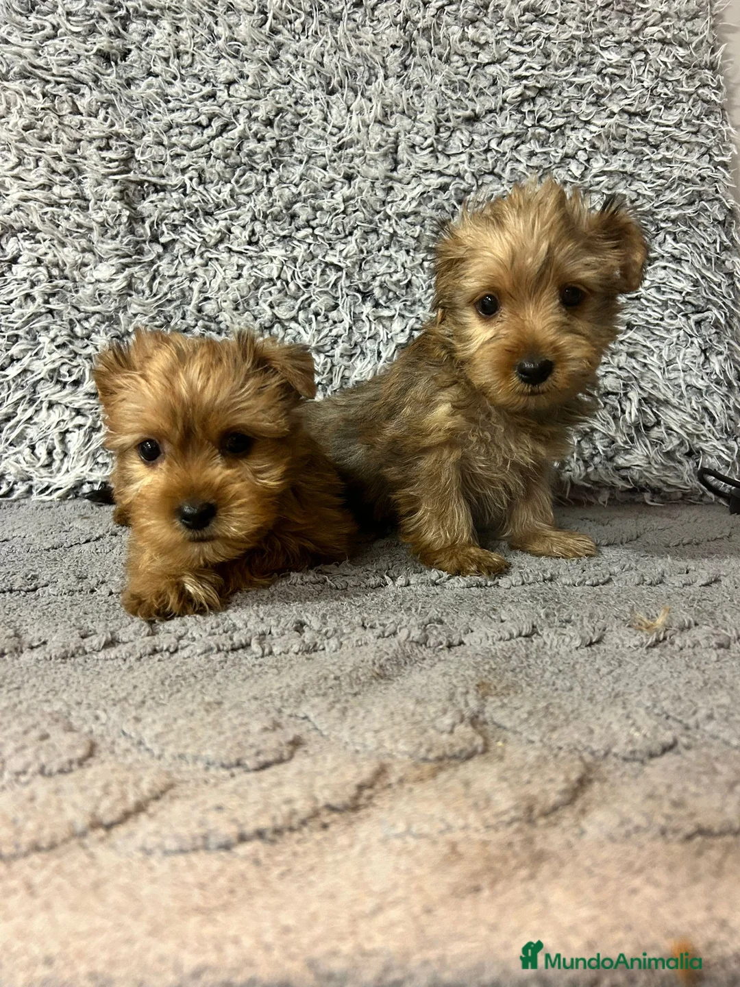 Yorkshire Terrier perros en venta: Yorkshire terrier rubio - Anuncio 1