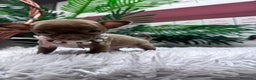 Chihuahua perros en venta: CHIHUAHUA HEMBRA - Anuncio 12