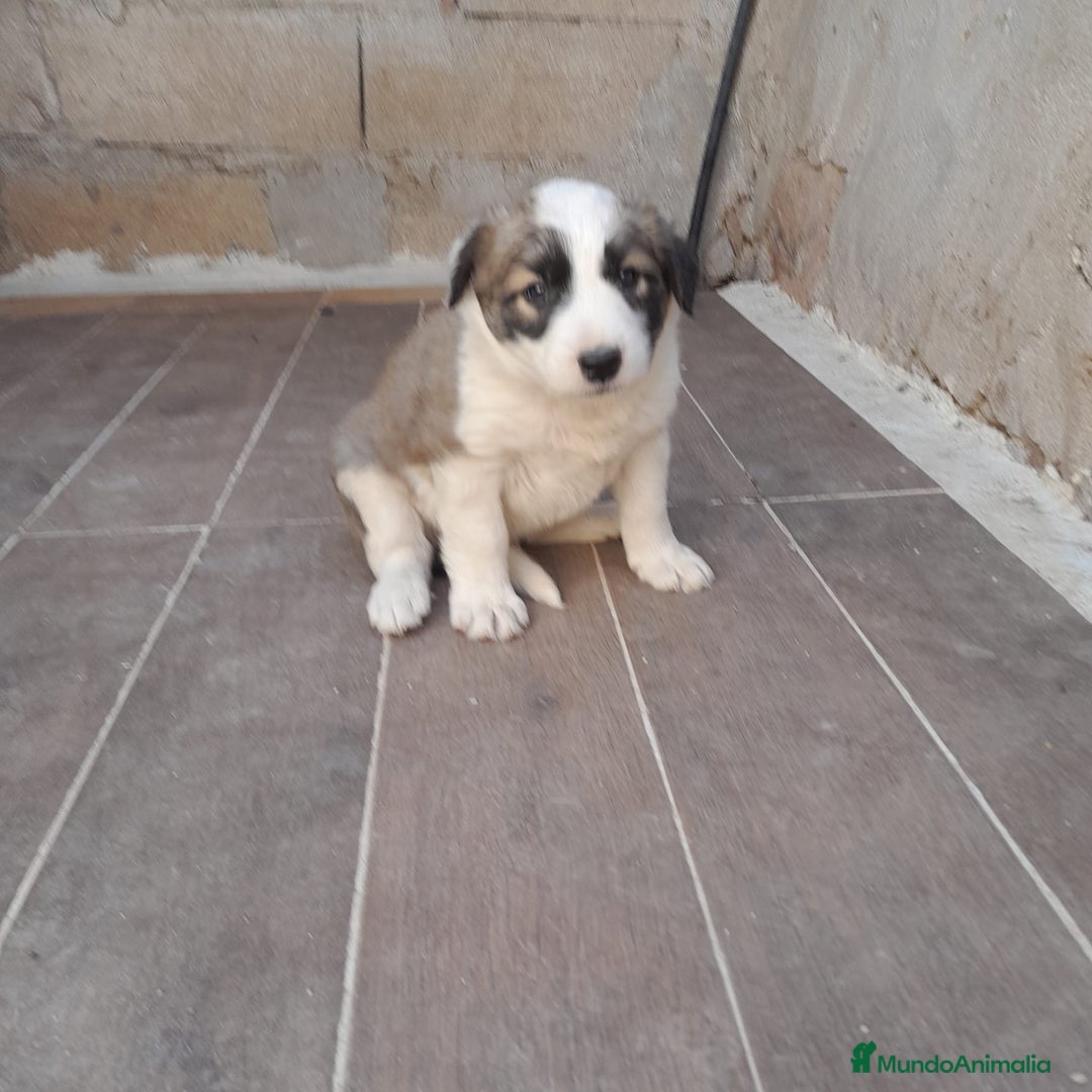 Border Collie perros en venta: BORDER COLLIE SABLE - Imagen 7