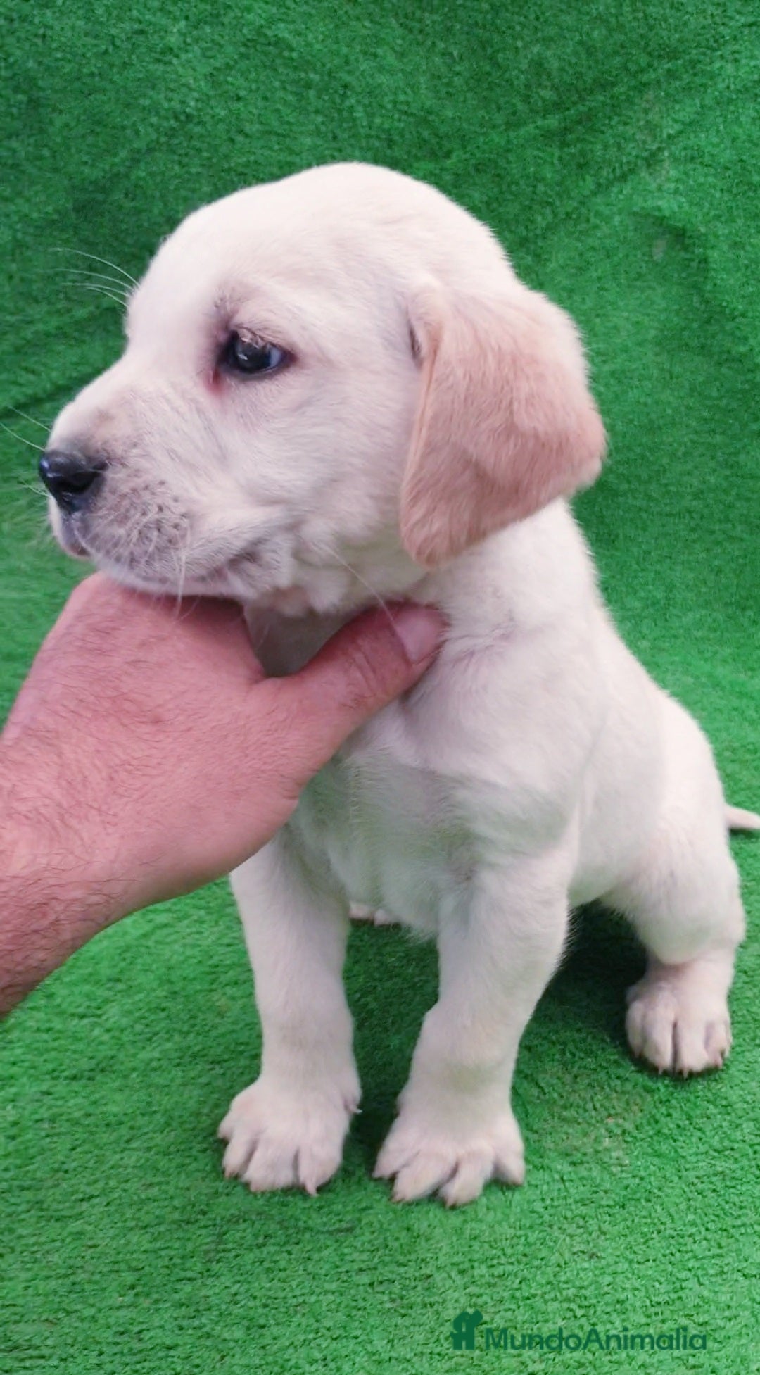 Labrador Retriever perros en venta: # Labrador Retriever# - Anuncio 2