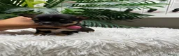 Chihuahua perros en venta: CHIHUAHUA  - Anuncio 10