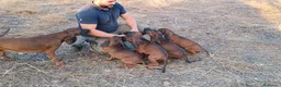 Sabueso de Sangre de Baviera perros en venta: Sabueso de Baviera  - Anuncio 2