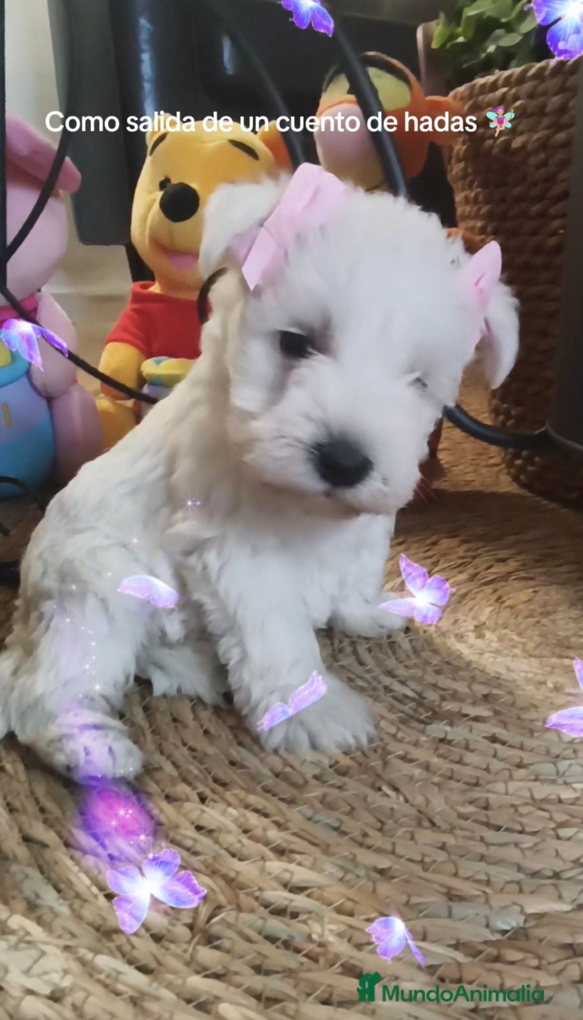 Schnauzer Miniatura perros Espectaculares schnauzer miniatura blancoss 😍❤️ - Anuncio 2