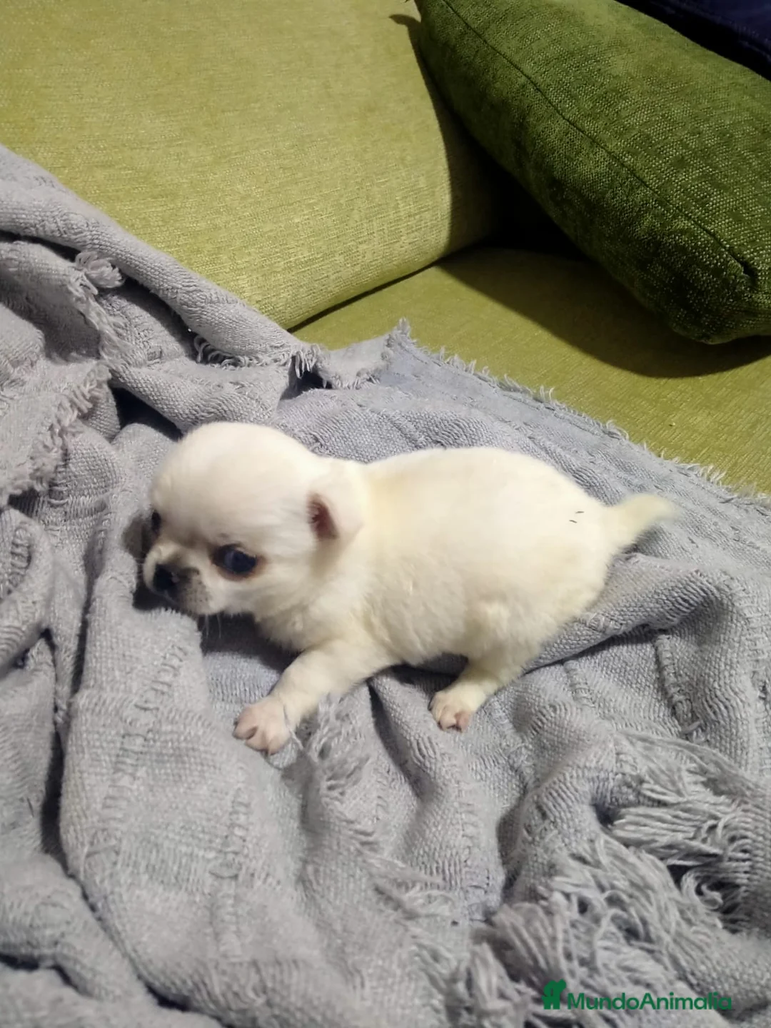 Chihuahua perros en venta: Chihuahuas - Anuncio 7