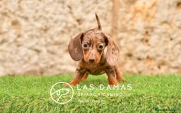 Teckel perros en venta: Cachorros de teckel arlequín disponibles - Imagen 1