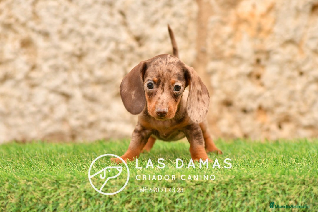 Teckel perros en venta: Cachorros de teckel arlequín disponibles - Imagen 1