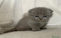Británico de Pelo Corto gatos en venta: Camada british shortair y scottish fold  - Imagen 3