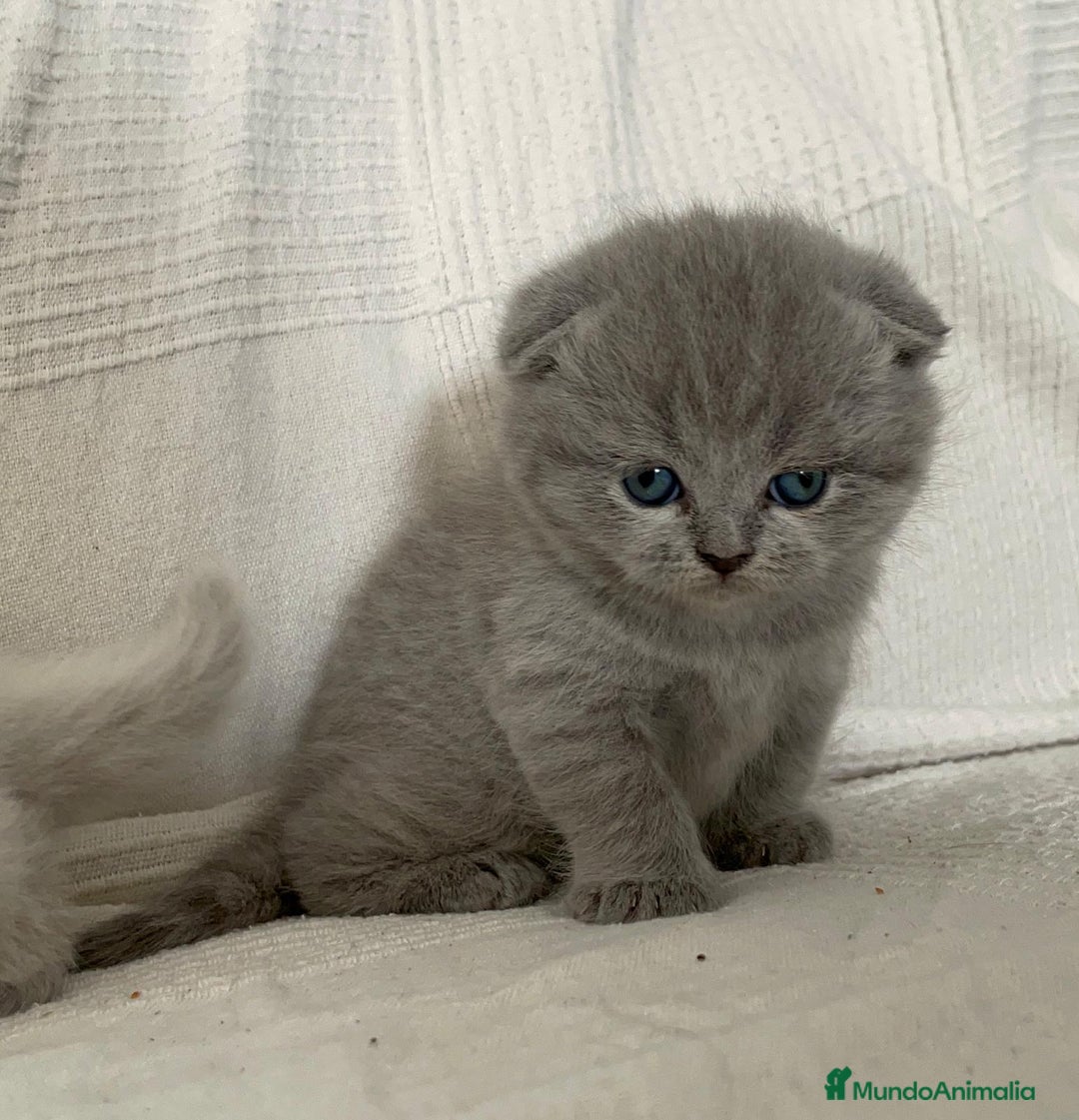 Británico de Pelo Corto gatos en venta: Camada british shortair y scottish fold  - Imagen 3