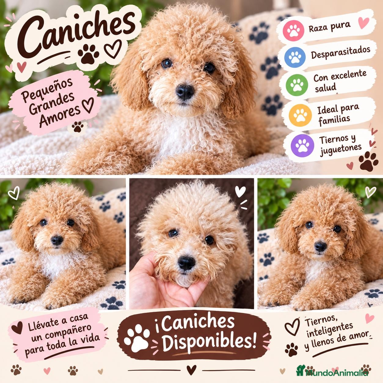 Caniche Toy perros Preciosos caniches toy - Anuncio 1