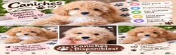 Caniche Toy perros en venta: Preciosos caniches toy - Anuncio 1
