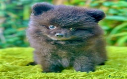 Pomerania perros en venta: Pomerania toy cara de oso  - Imagen 5
