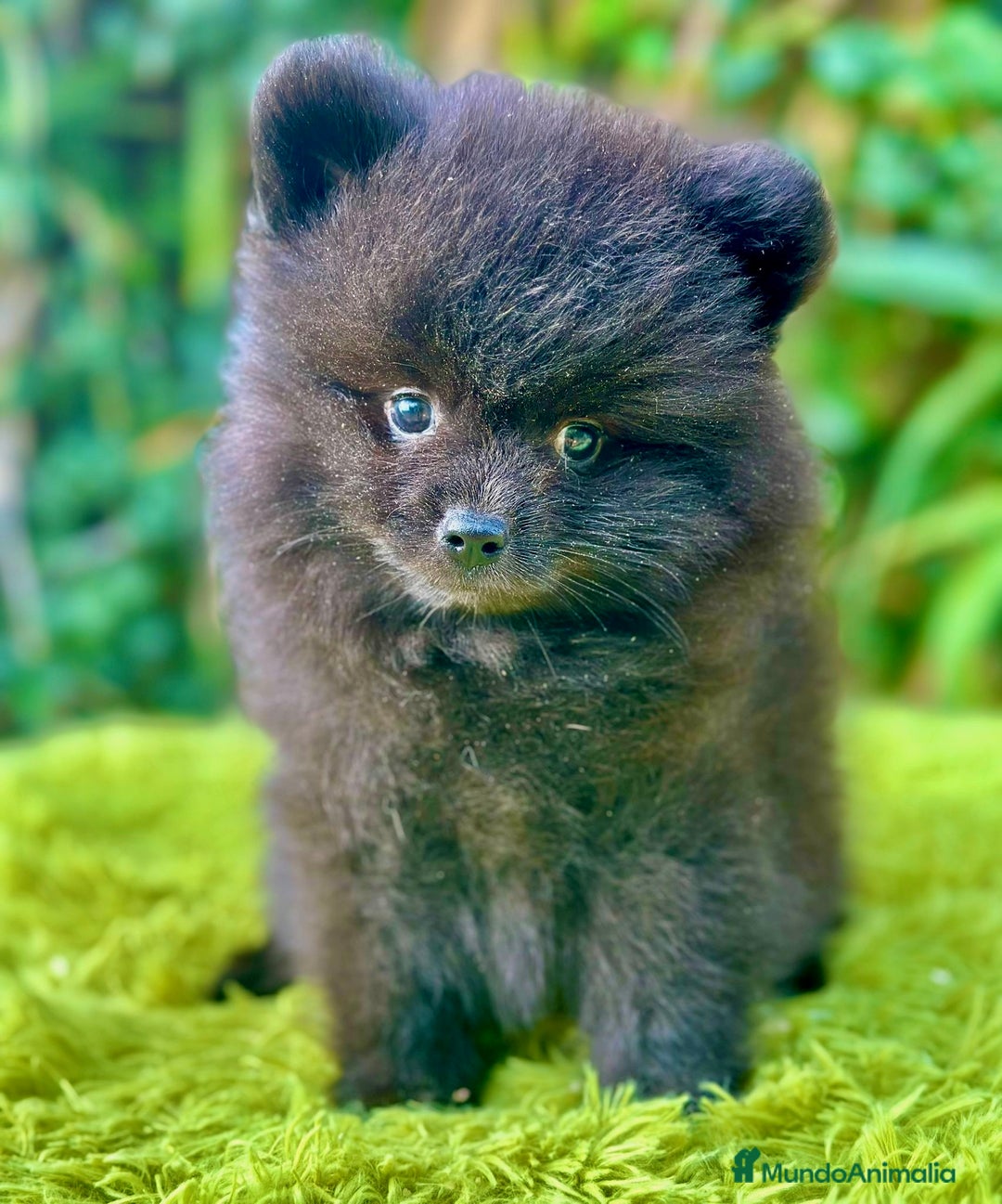 Pomerania perros en venta: Pomerania toy cara de oso  - Imagen 5