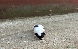 Jack Russell Terrier perros en venta: Nueva camada Jack Russell  - Imagen 12