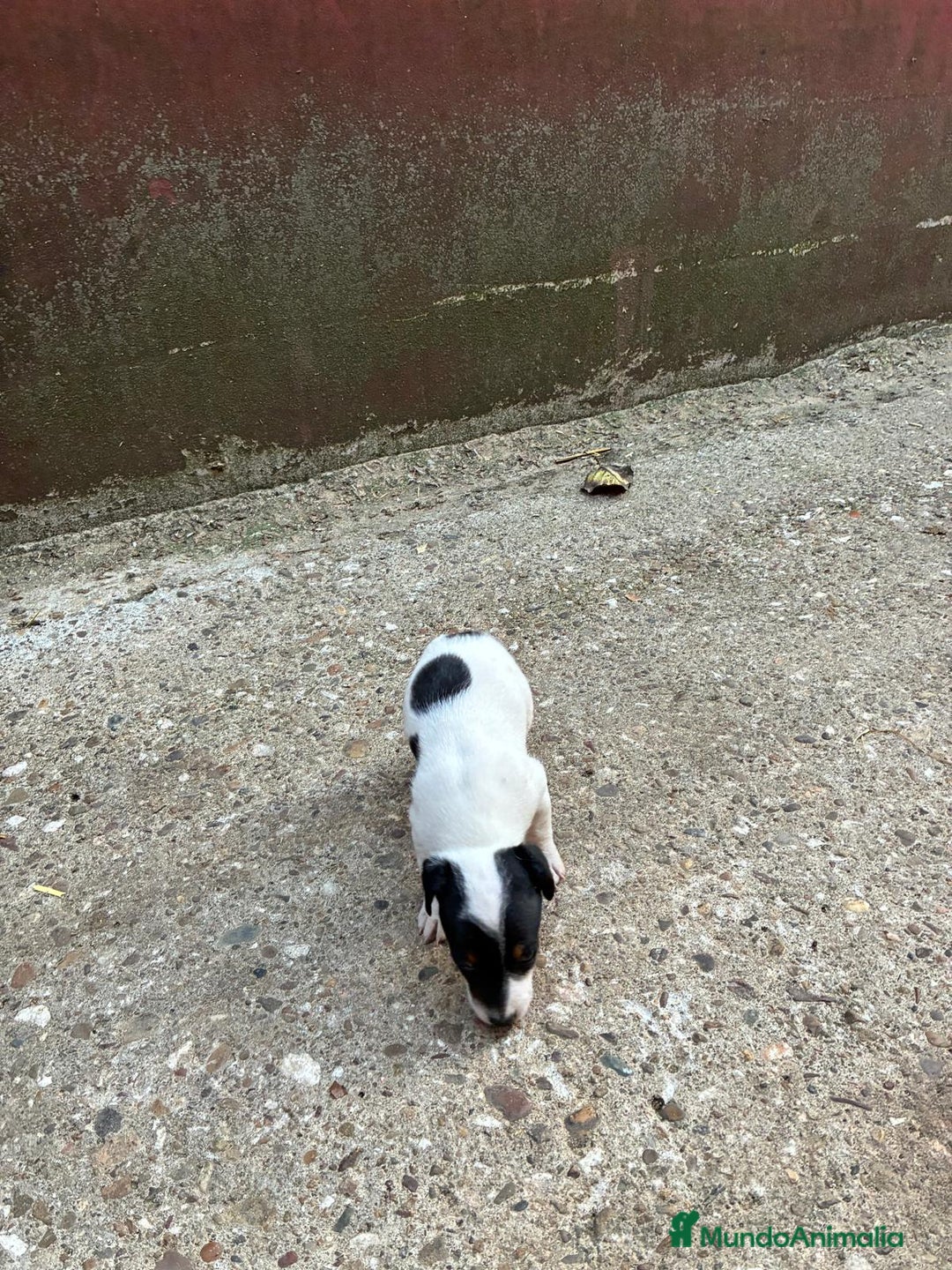 Jack Russell Terrier perros en venta: Nueva camada Jack Russell  - Imagen 12